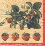 MOLCA-Erdbeerpflanze